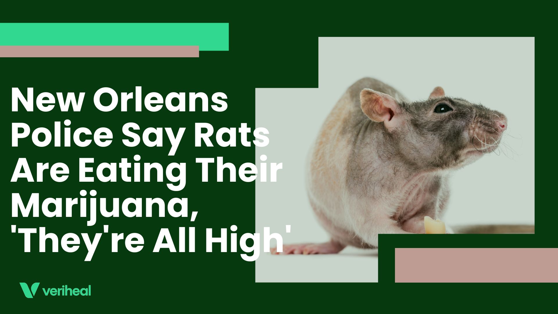 New Orleans Police Say Rats Are Eating Their Marijuana, ‘They’re All High’