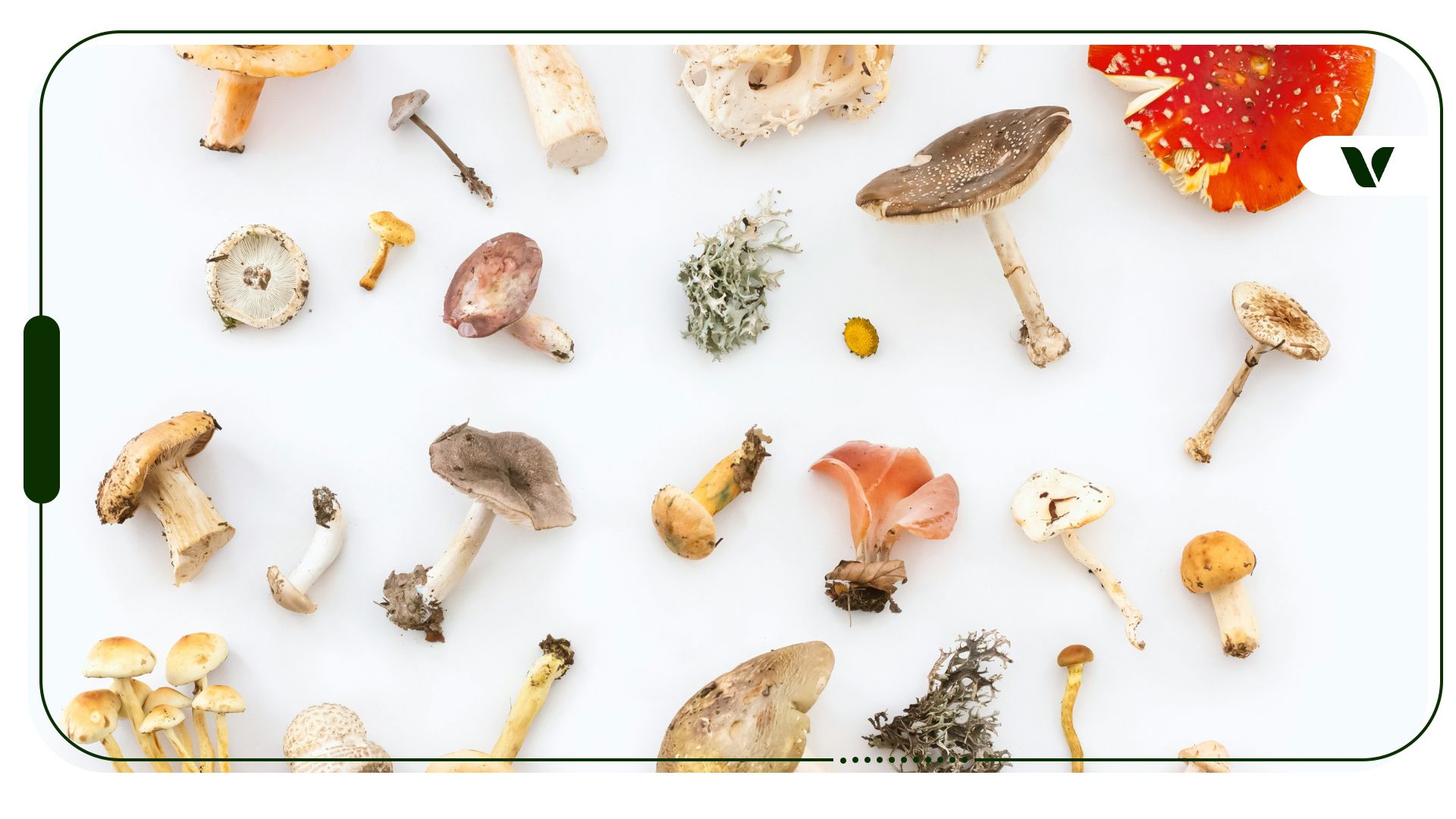 Magic Mushroom Overview