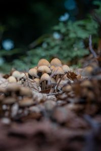 mushrooms growing in the forest