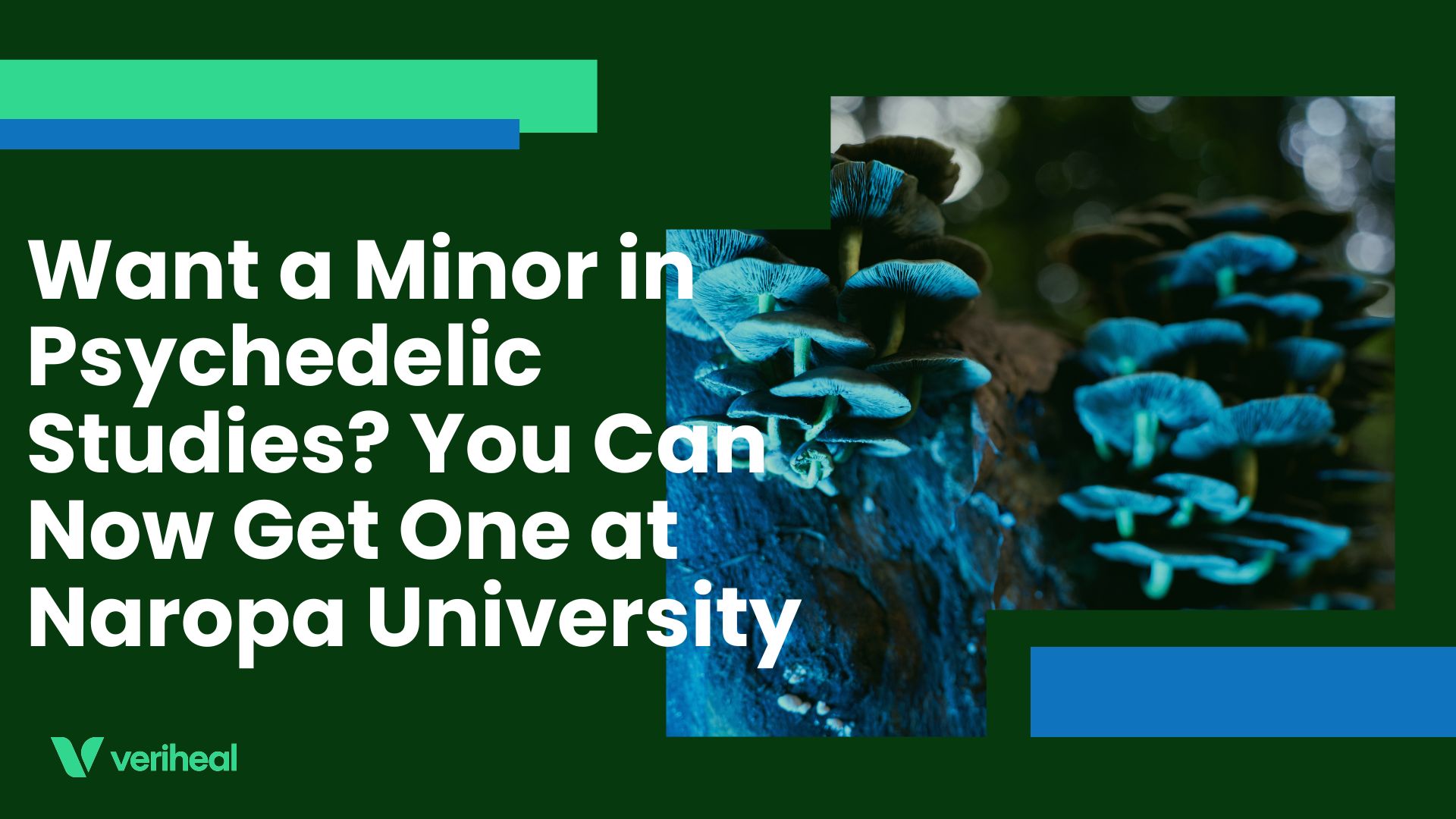 Want a Minor in Psychedelic Studies? You Can Now Get One at Naropa University