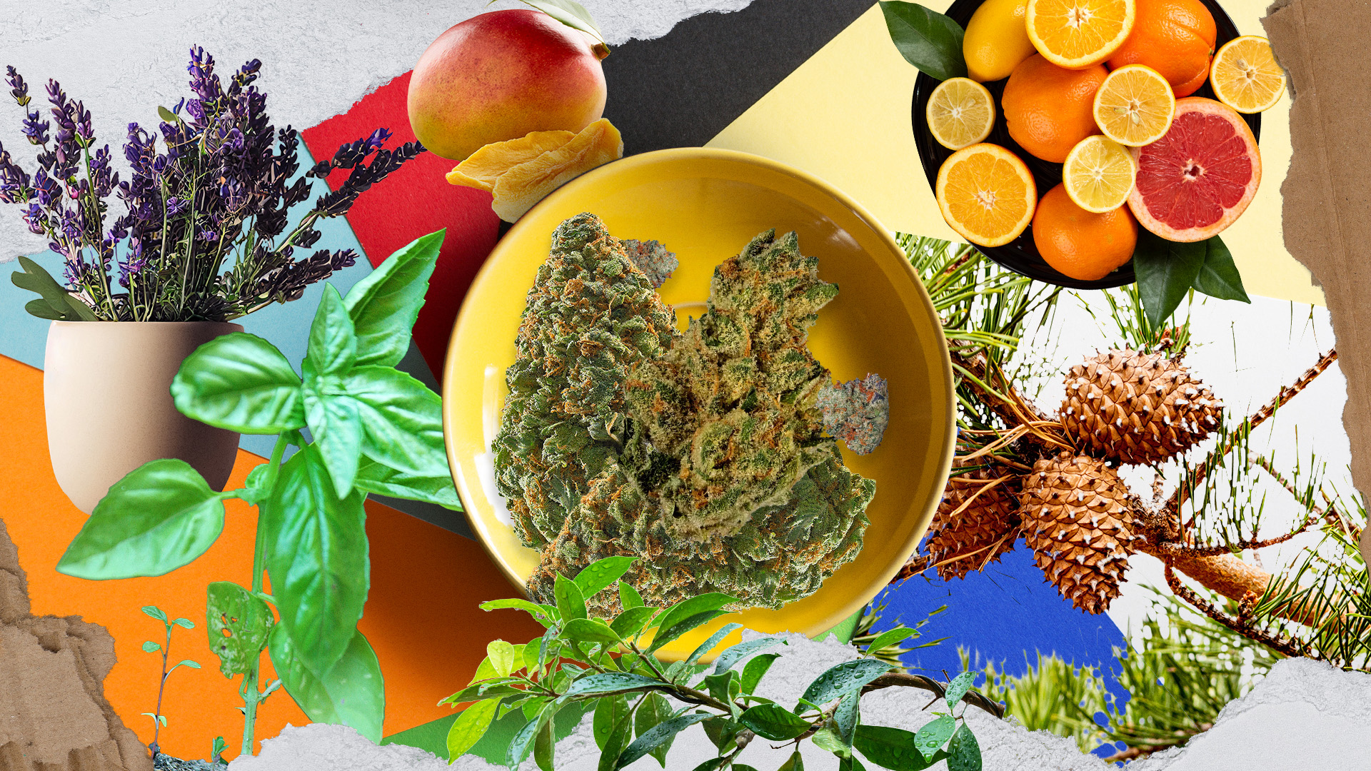 Understanding Cannabis Terpenes and Their Effects
