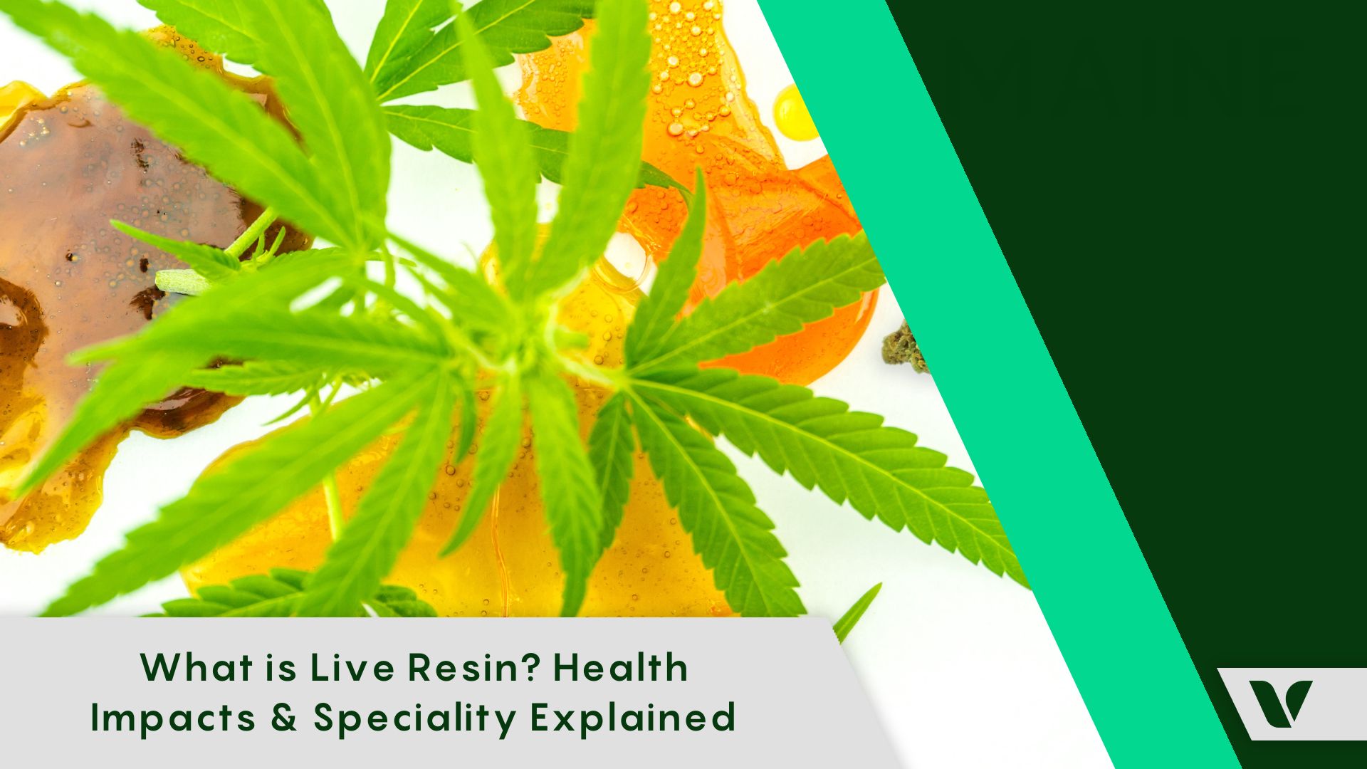 What is Live Resin? Health Impacts & Speciality Explained