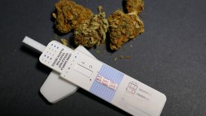 cannabis bud beside test strip