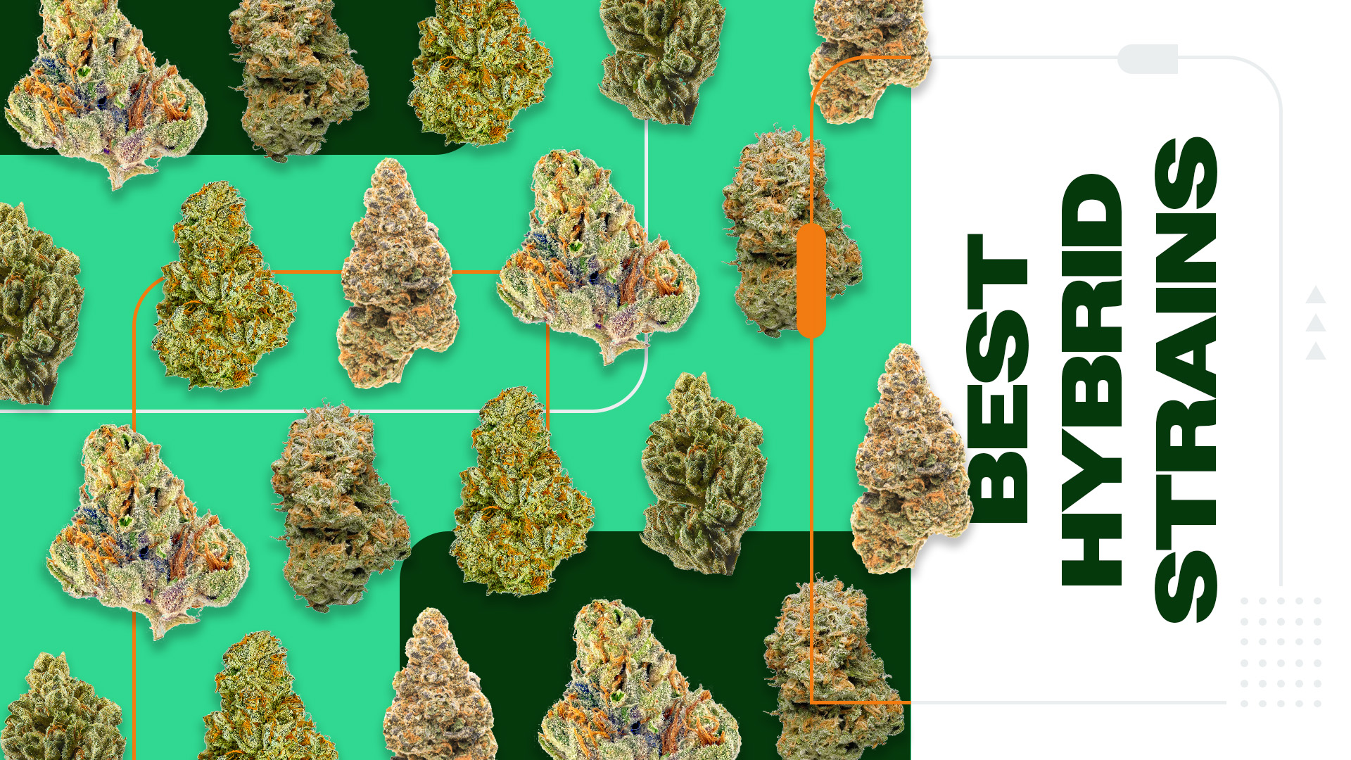 5 of The Best Hybrid Cannabis Strains For Balanced Effects