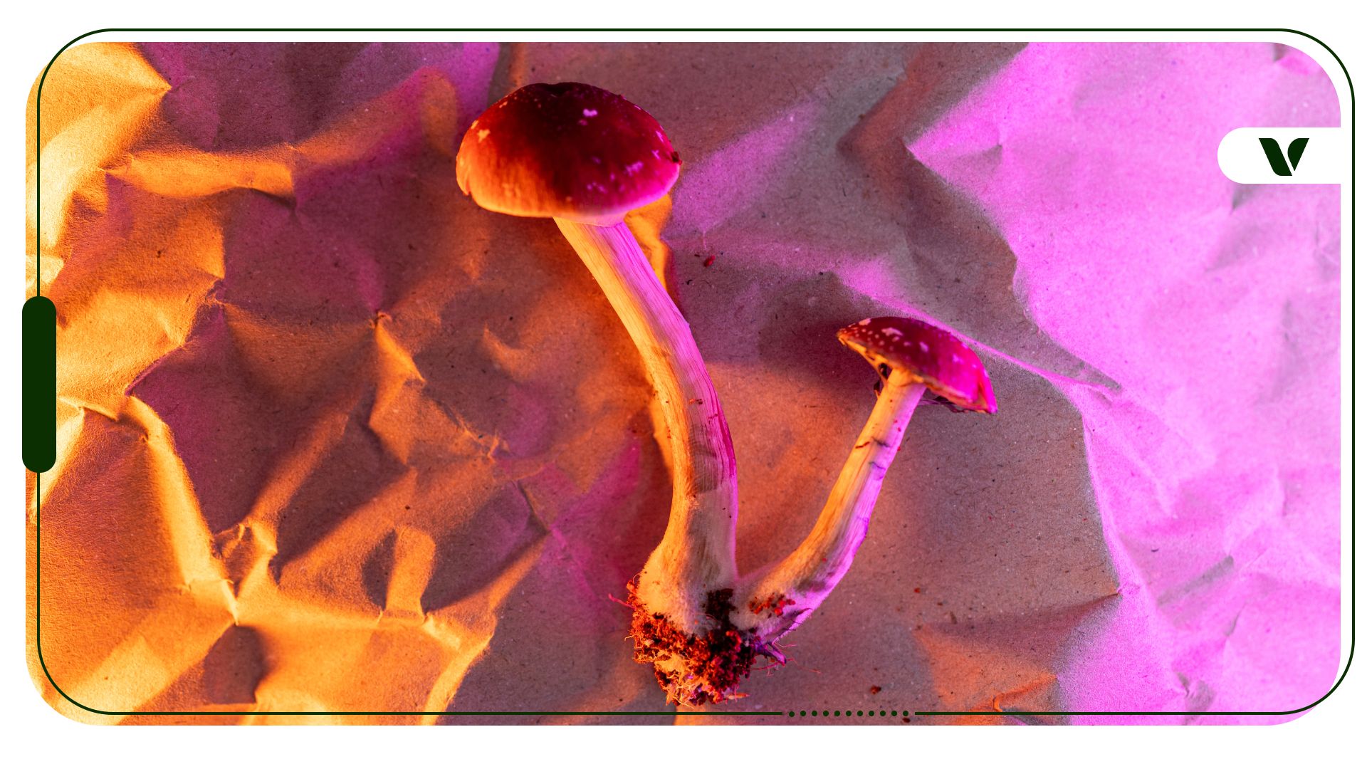 Can You Smoke Shrooms? Why Smoking Shrooms Doesn’t Work, the Risks It Poses, and Legal Cannabis Options Instead
