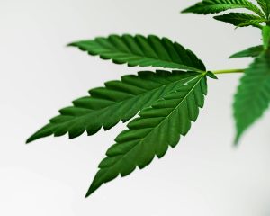 Cannabis leaf