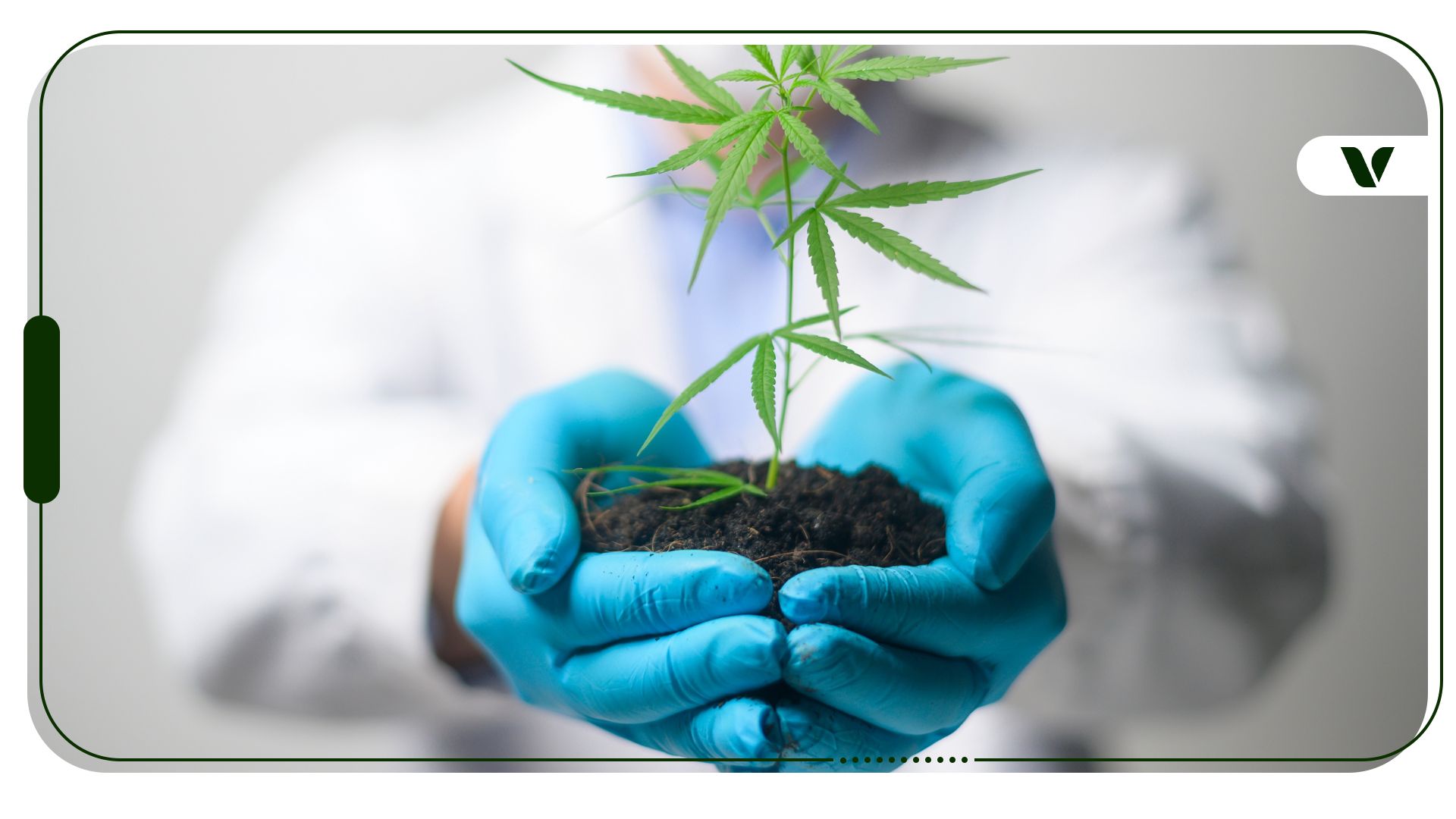 NPK Ratios For Cannabis Fertilizers: Balance Your Soil