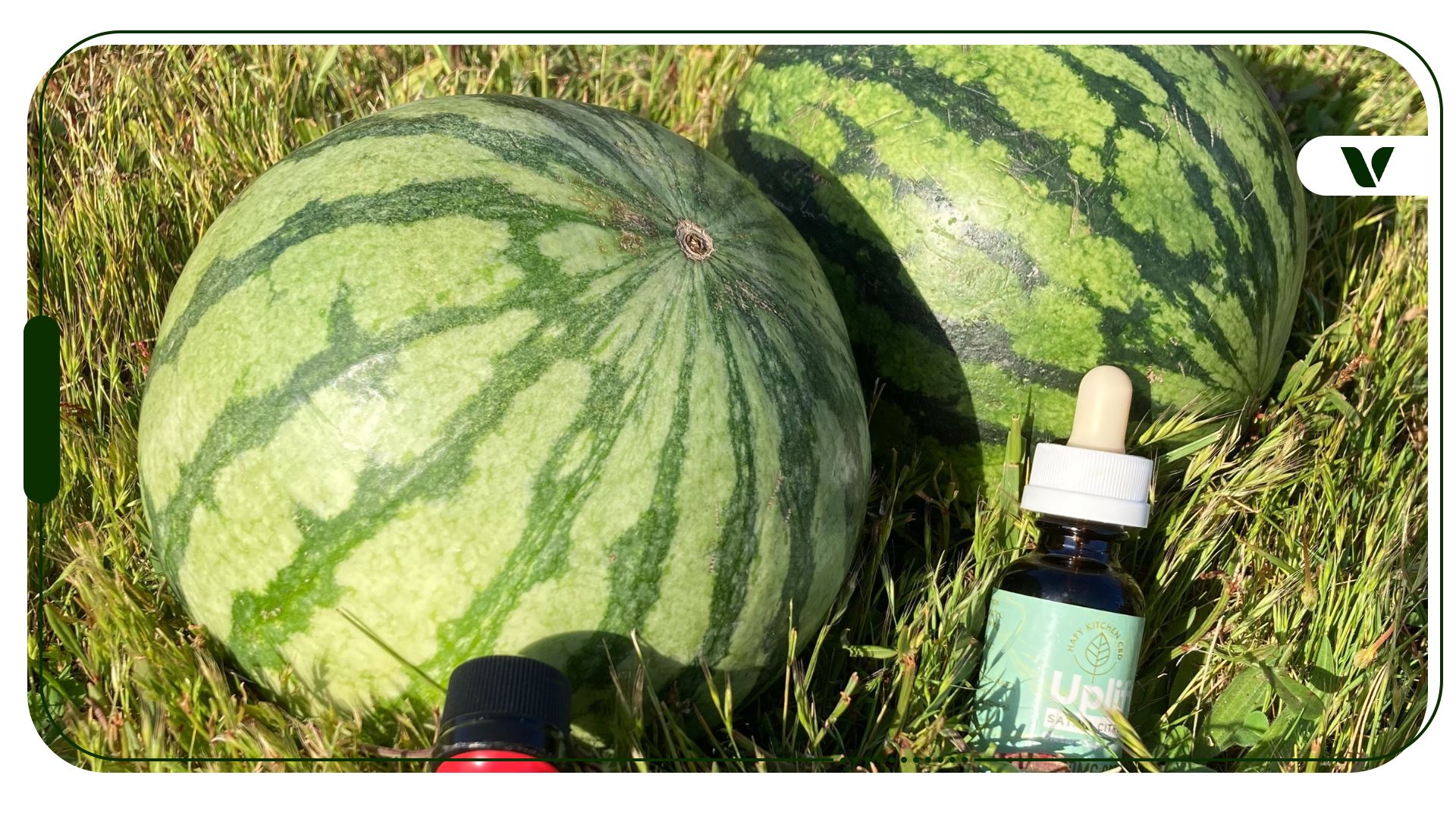 How To Infuse A Watermelon With Cannabis