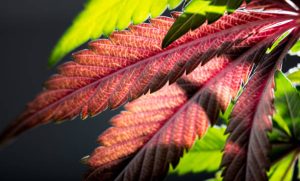 marijuana leaves red from cold, background cannabis medical