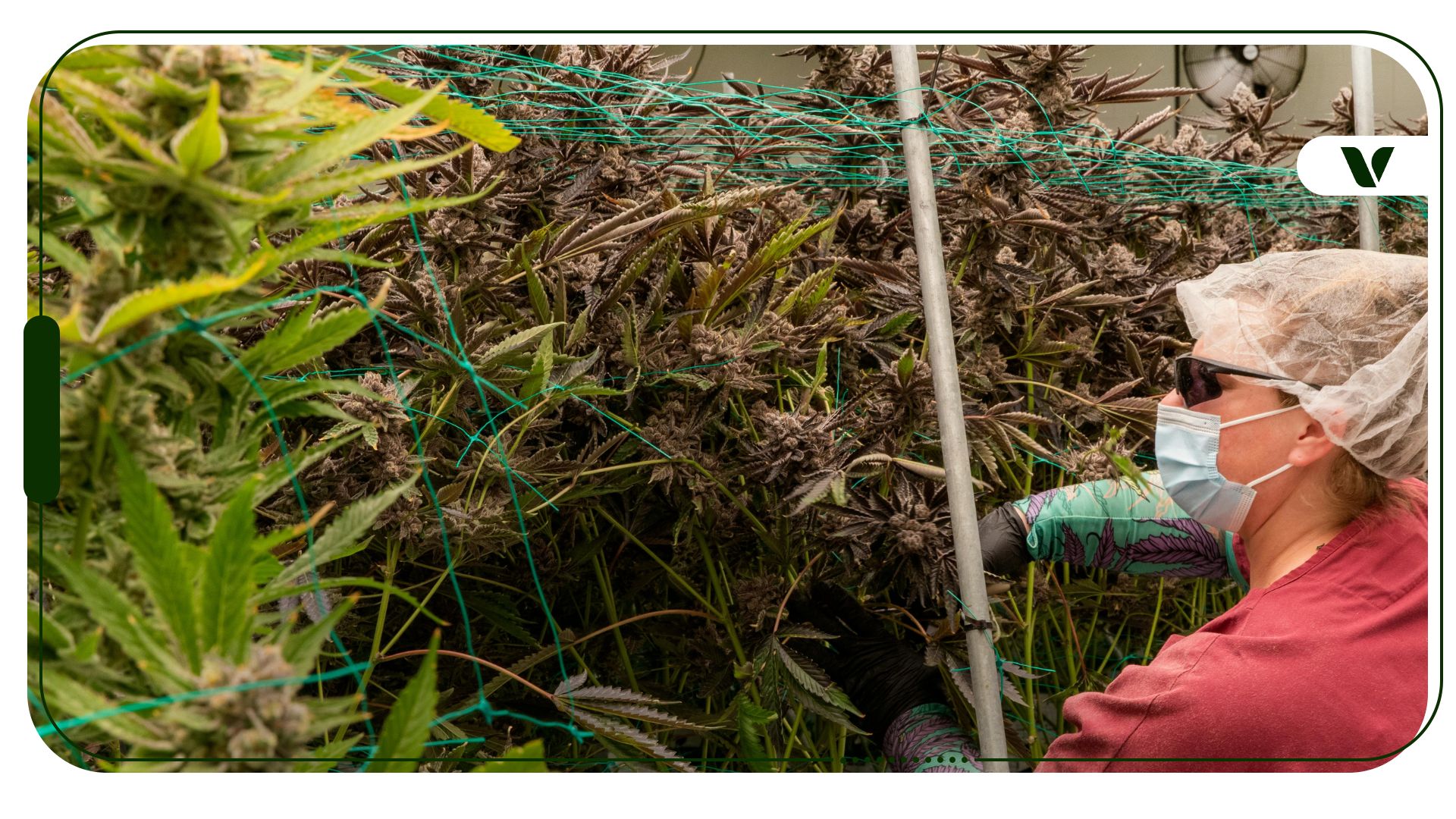 As The Industry Grows, Cannabis Unions Are On The Rise