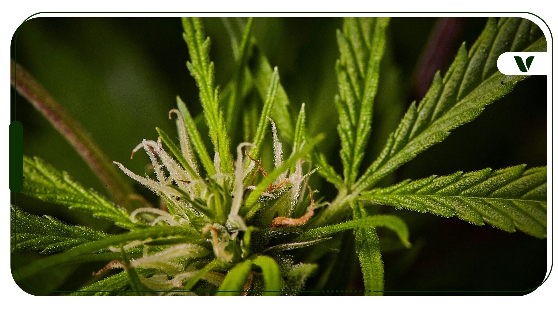 The Latest on the Texas Hemp Ban