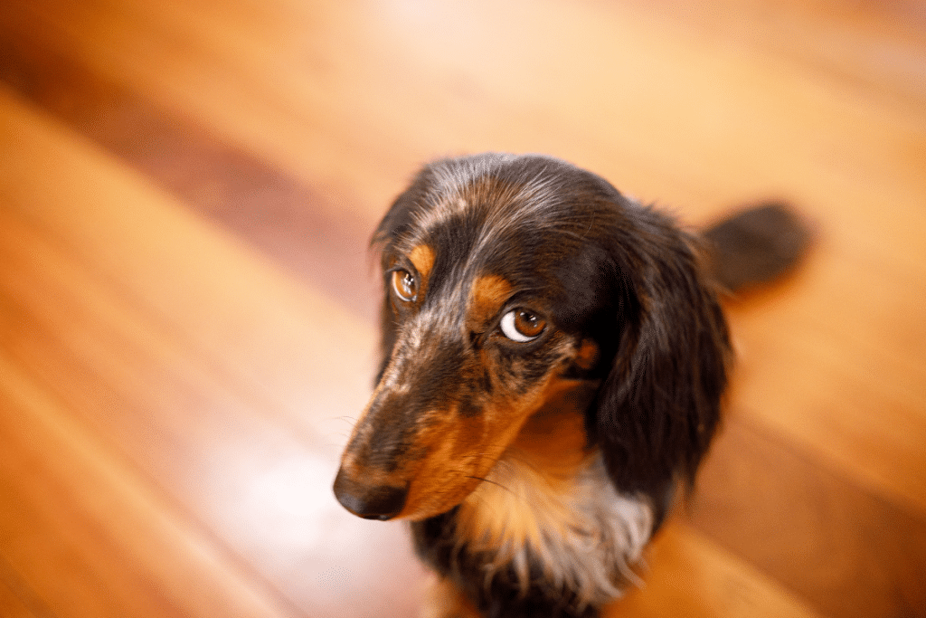 Gallery Detail: What Should I Do If My Dog Ate My Cannabis