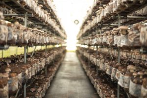 Rows of Japanese Shiitake Mushrooms growing in an indoor farm in spawn blocks.