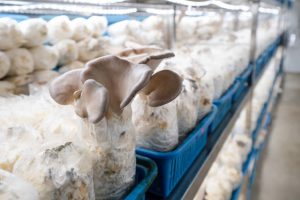 A close-up of oyster mushrooms growing in an indoor mushroom farm