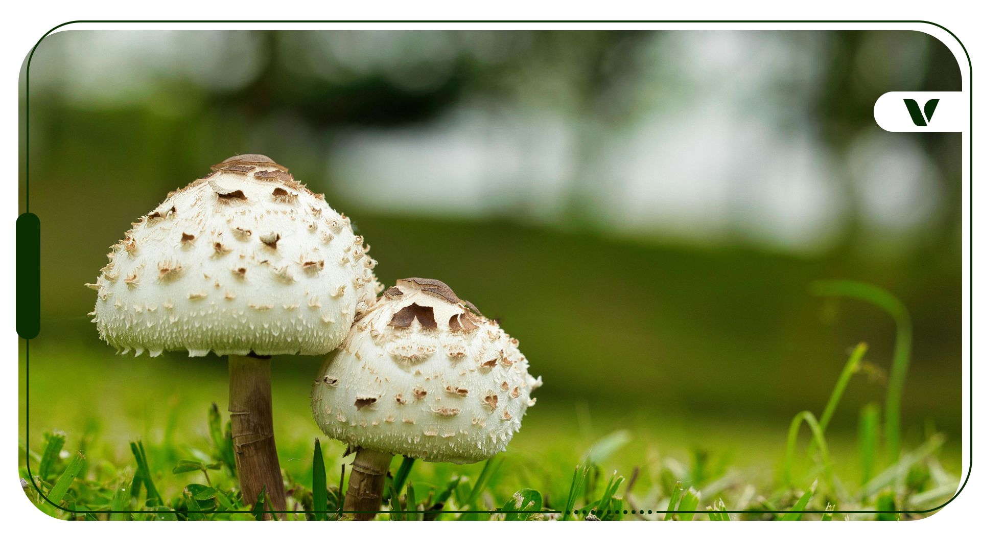 10 Things No One Tells You About Growing Mushrooms