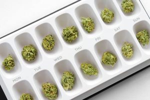 Marijuana buds organized into a weekly pill case