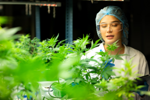 Scientist in a cannabis law