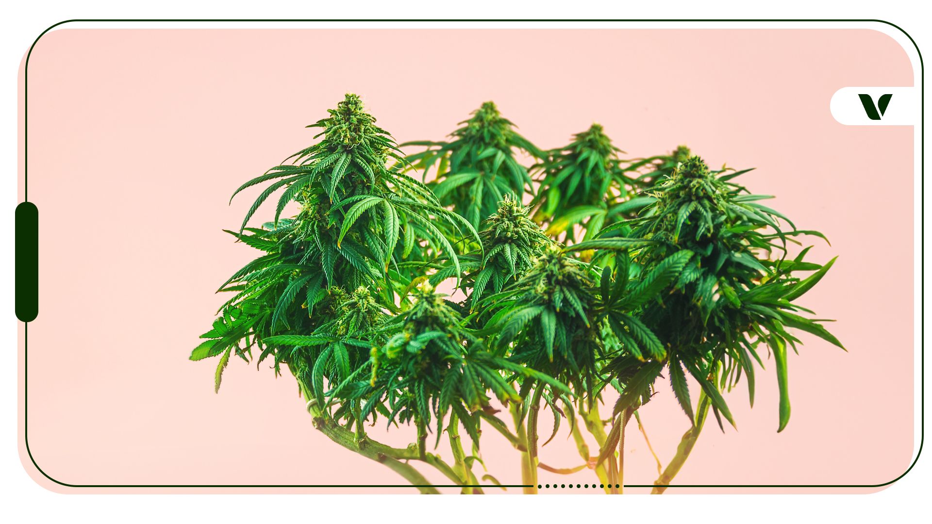 The Emerald Triangle: Ocean Grown Cannabis