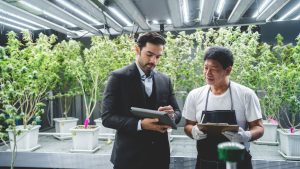 business owner person of cannabis cultivation farming checking a growing of green herbal hemp using ai