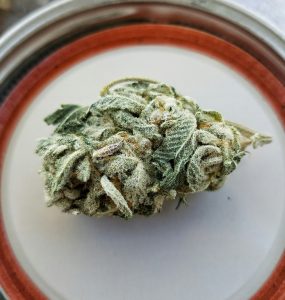 Cannabis bud on a peri dish
