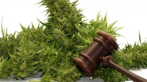 cannabis plant and gravel