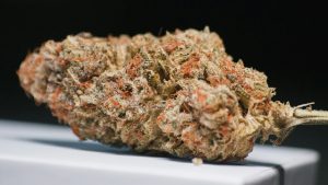 cannabis bud