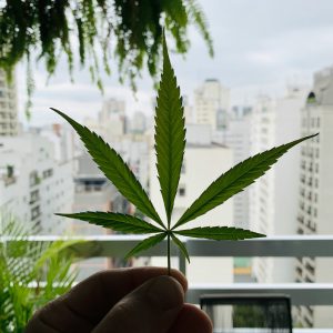 Cannabis leaf