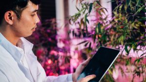 Marijuana researcher Asian man looking at a digital tablet while checking and analyzing cannabis