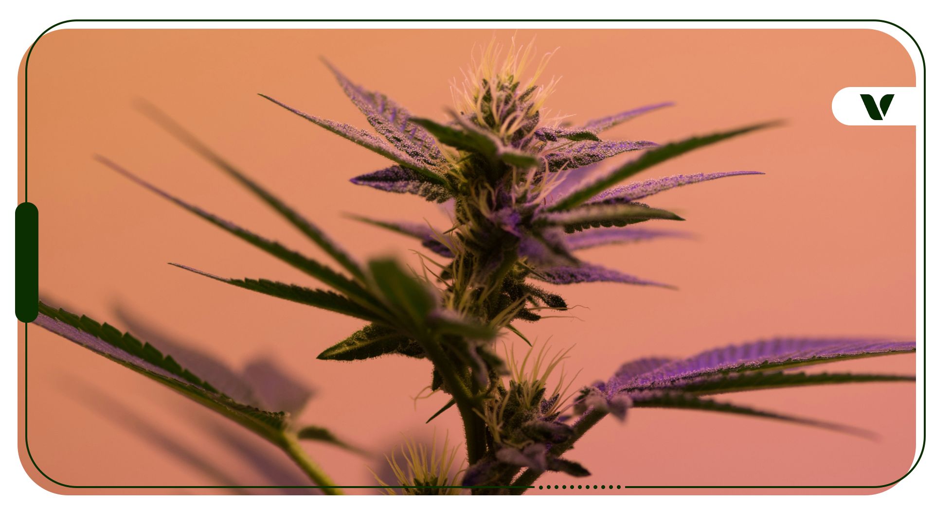 Around the World in A Daze: A Review of Global Cannabis