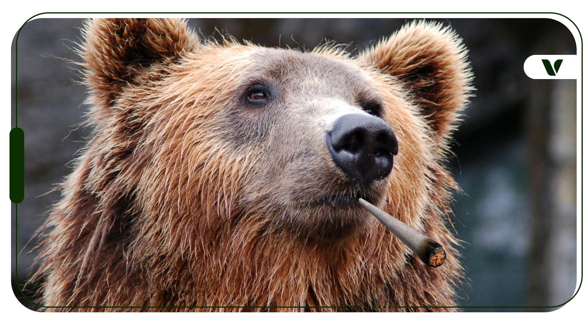 Heard About Cocaine Bear? How About Cannabis Bear?