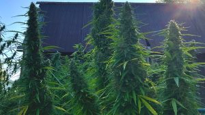 cannabis plants