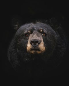 a black bear 