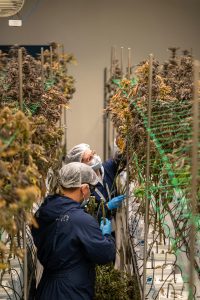 Budtenders in their farming