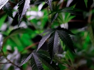 a cannabis plant