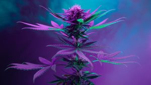 purple cannabis leaf