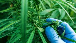 a-doctor-holding-a-medical-cannabis-study. ferminization of weed