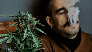 a man smoking beside a marijuana plant
