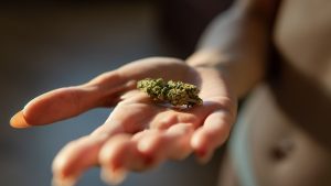 cannabis bud on a lady hand