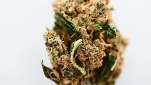 close up view of textured marijuana bud isolated