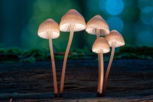 A group of mushrooms in the lush green forest