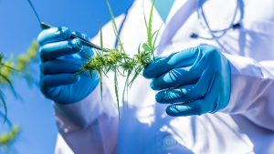 scientist-examining-development-of-cannabis-sativa. how feminization change weed
