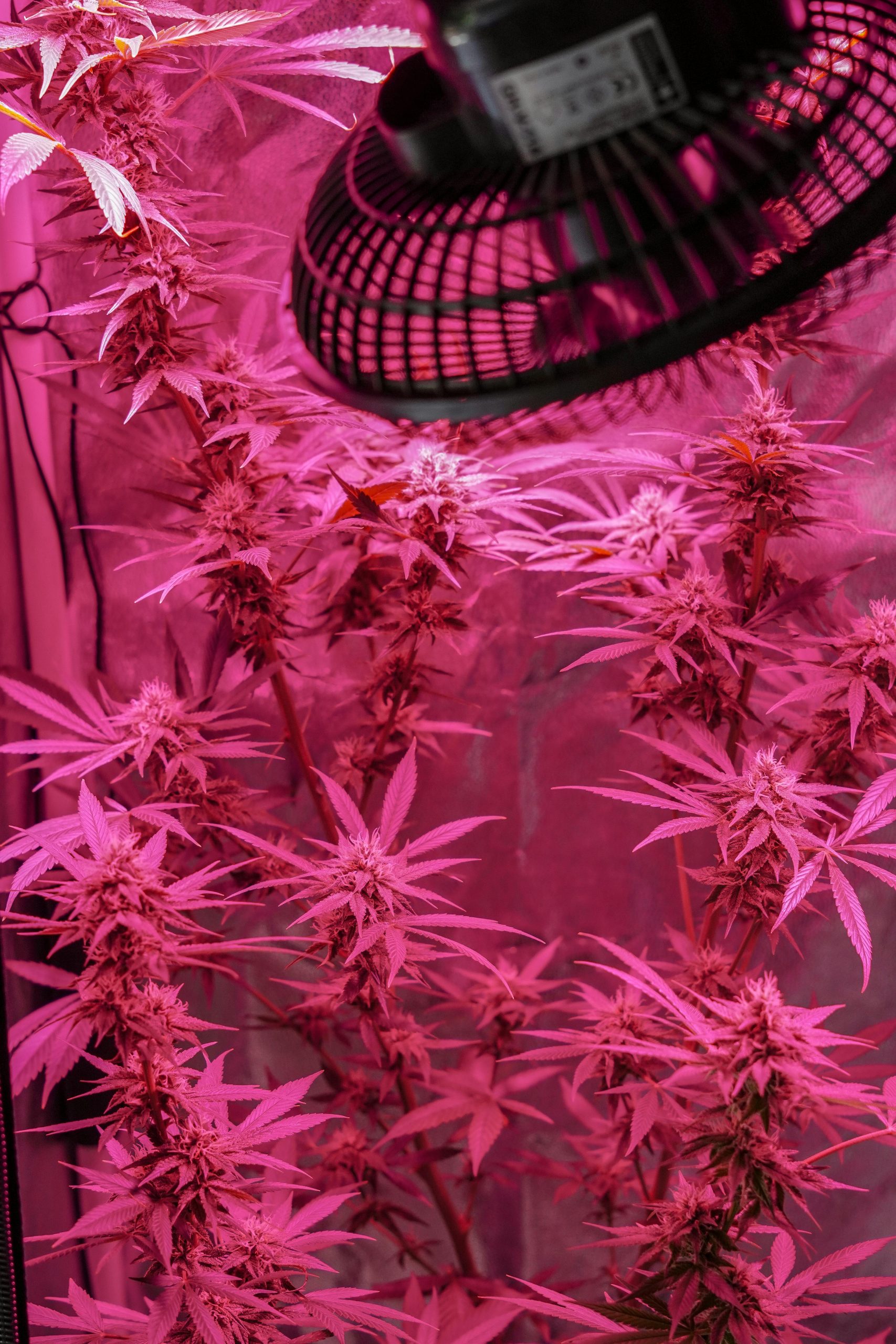 pexels-juan-miguel-restrepo-barrera-163886581-13091417