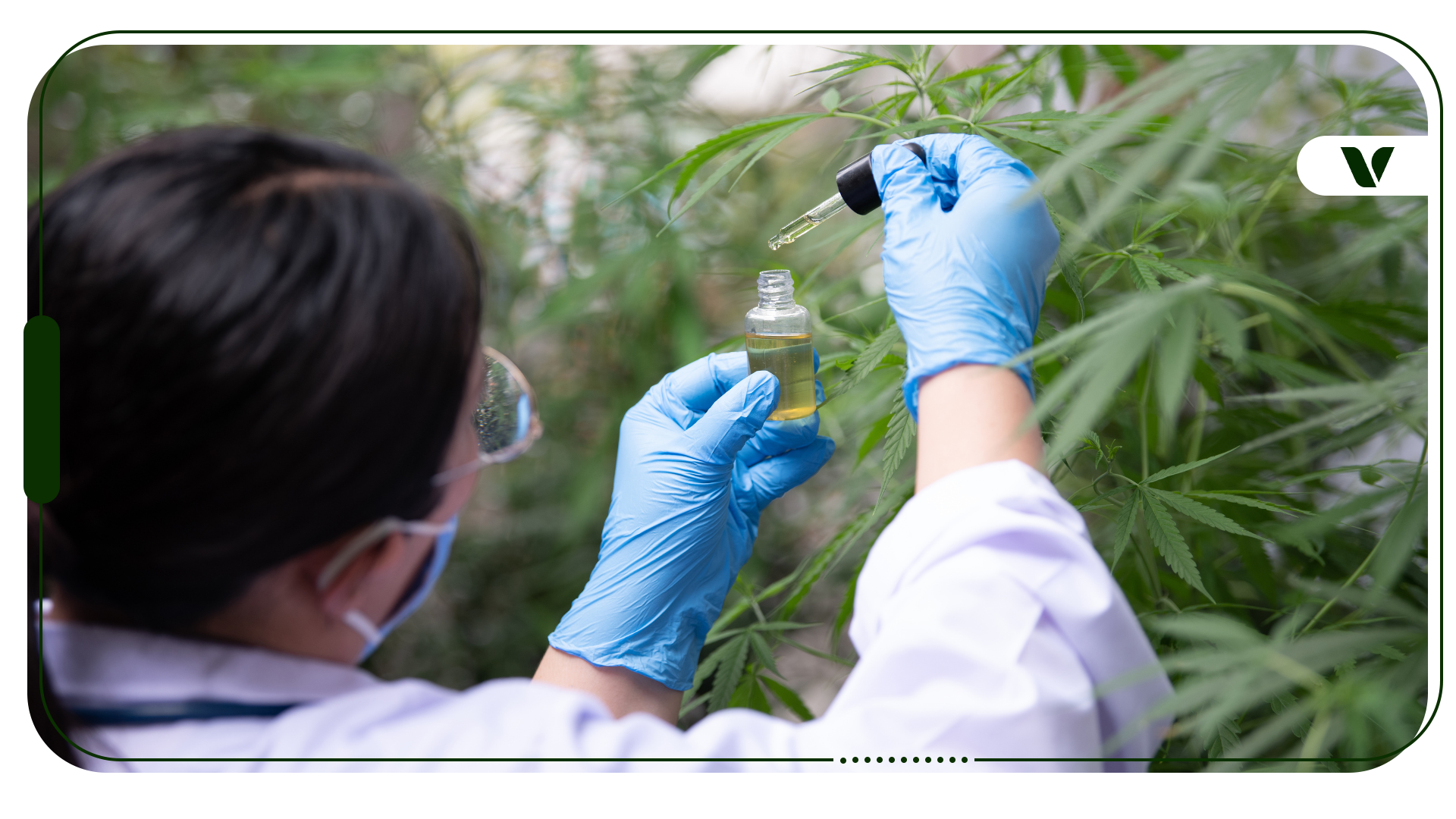 How Does Cannabis Testing Work?