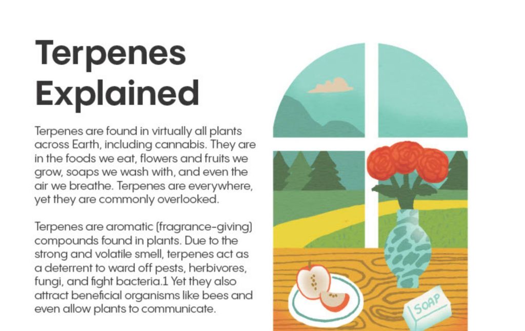 Understanding Terpenes Cannabinoids Eshop
