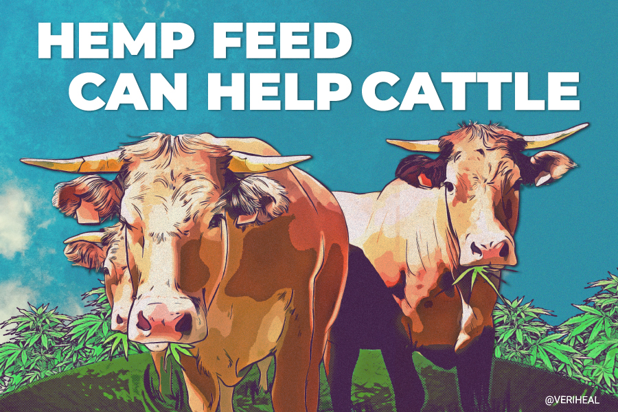 A Recent Study Shows That Hemp Feed Can Help Decrease Stress in Cattle