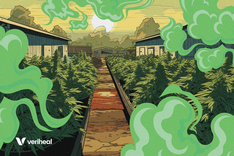 Cannabis Farms Rebound After Pesticide Scare: D.C.’s Battle Against DDT Contamination